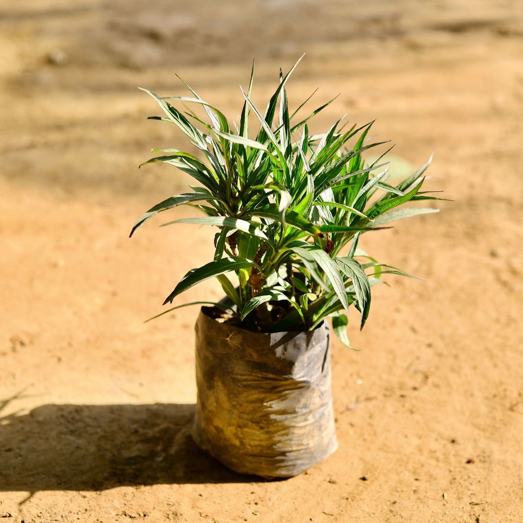 Ruellia (any colour) in 6 Inch Nursery Bag