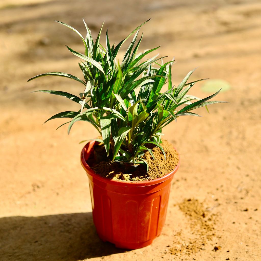 Ruellia (any colour) in 6 Inch Red Super Nursery Pot