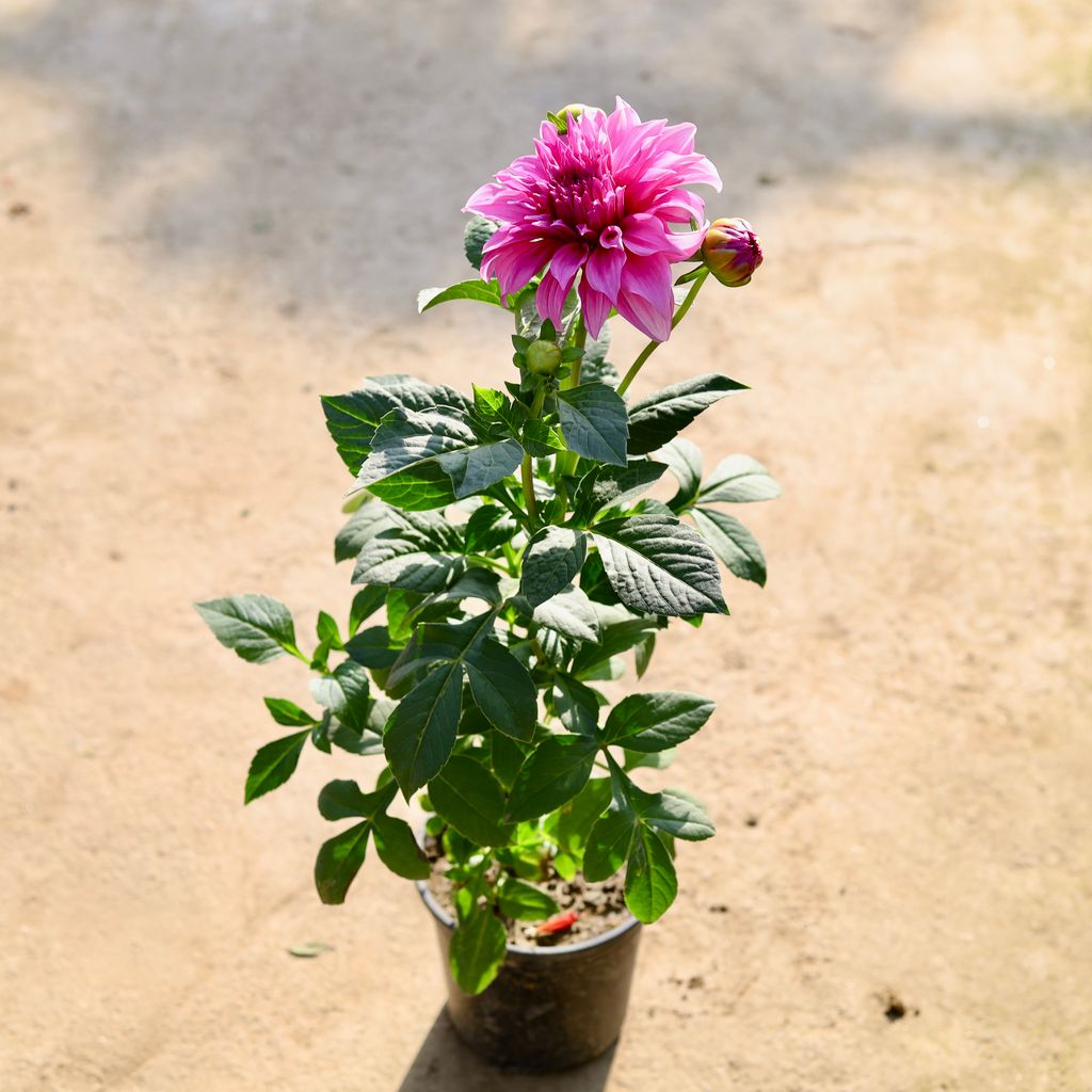 Dahlia (Any Colour) in 6 Inch Nursery Pot