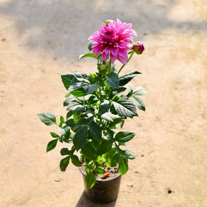 Buy Dahlia (Any Colour) in 6 Inch Nursery Pot | Urvann.com