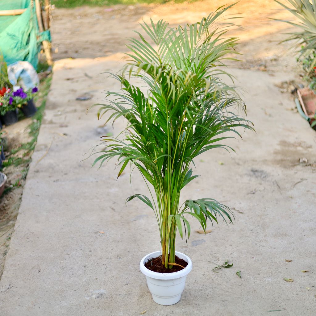 Areca palm in 10 Inch Classy White Plastic Pot