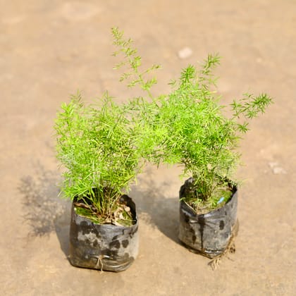 Buy Set of 2 - Asparagus in 4 Inch Nursery bag | Urvann.com