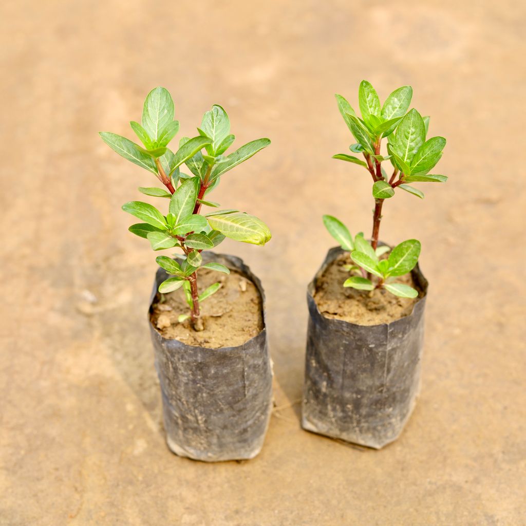 Set of 2 - Periwinkle / Sadabahar / Vinca (Any Colour) in 4 Inch Nursery bag