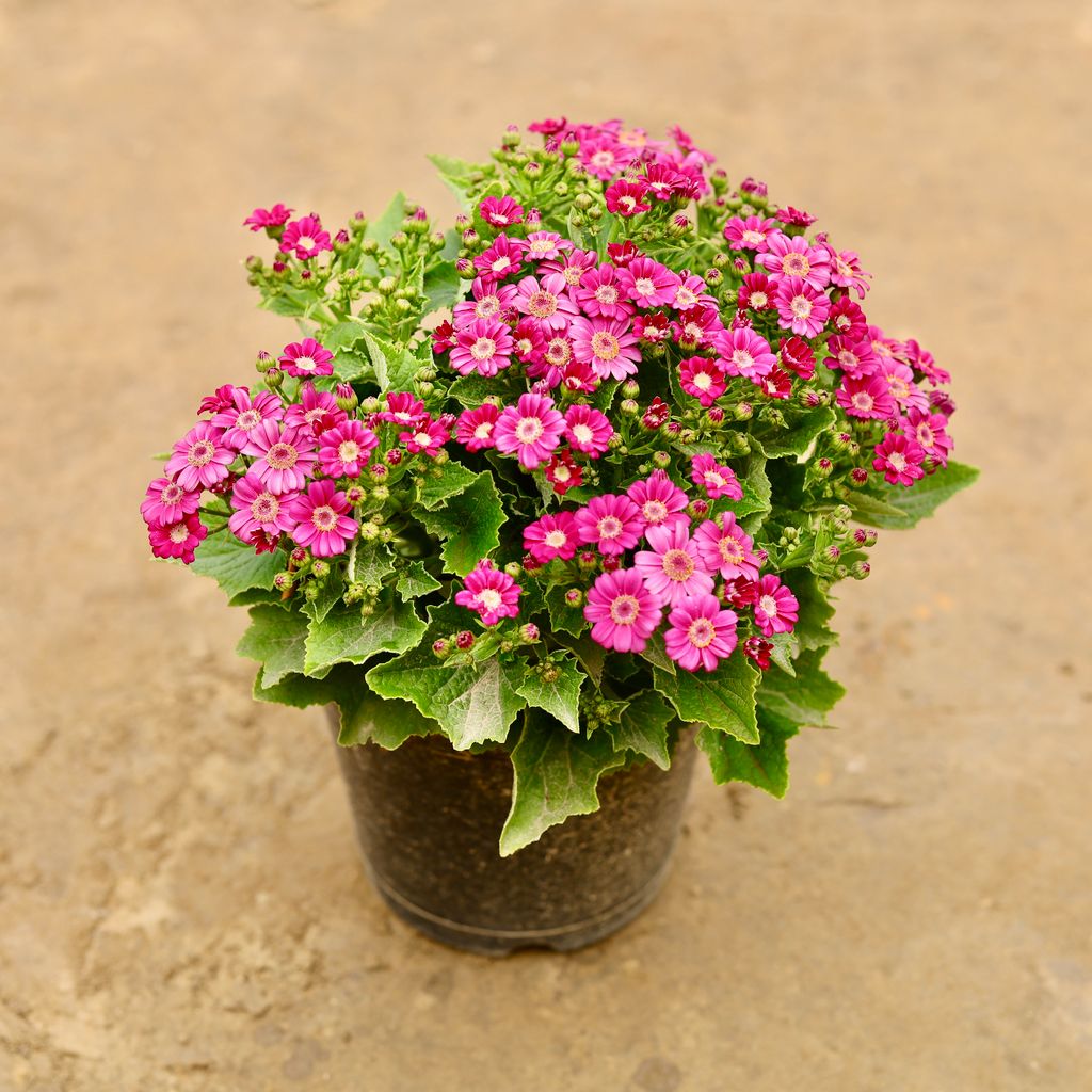 Cineraria (Any Colour) in 6 Inch Nursery Pot