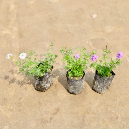 Buy Set of 3 - Verbena (Any Colour) in 4 Inch Nursery bag | Urvann.com