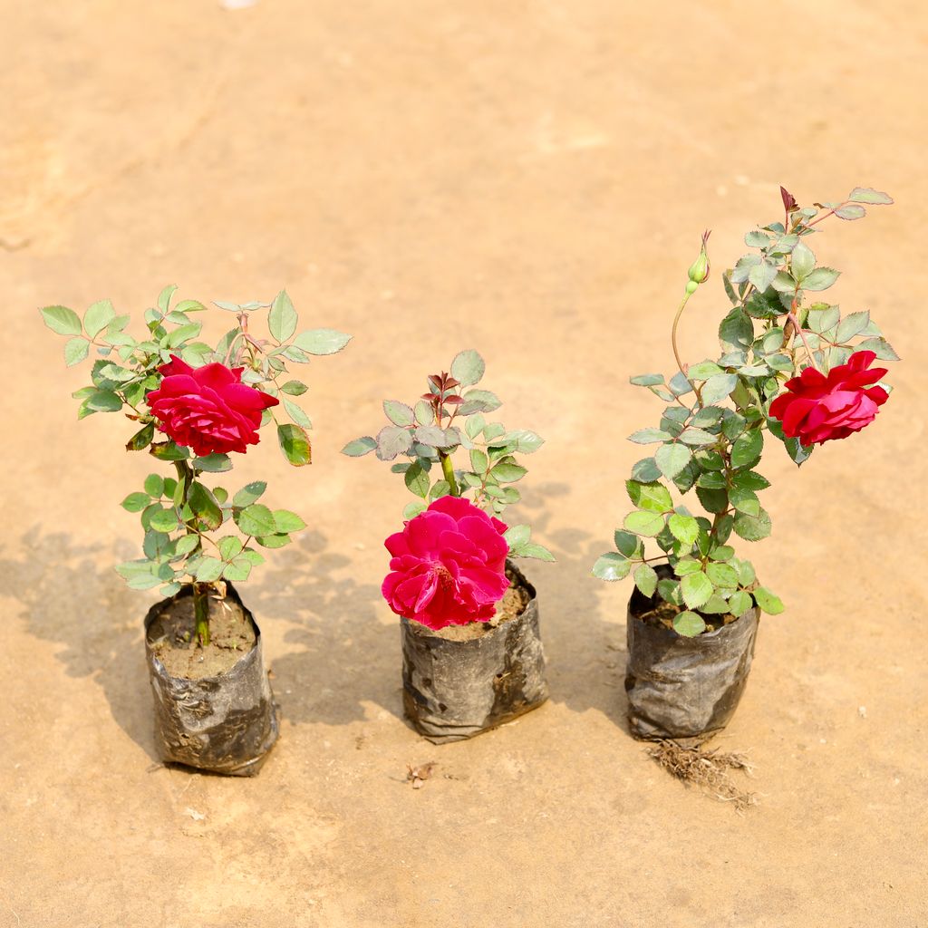 Set of 3 -  Desi Gulab / Rose (Any colour) in 4 Inch Nursery bag