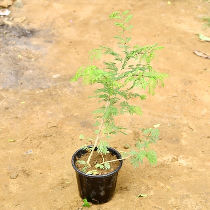 Buy Holy Shami in 8 Inch Nursery Pot Online | Urvann.com