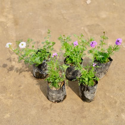 Buy Set of 5 - Verbena (Any Colour) in 4 Inch Nursery bag | Urvann.com