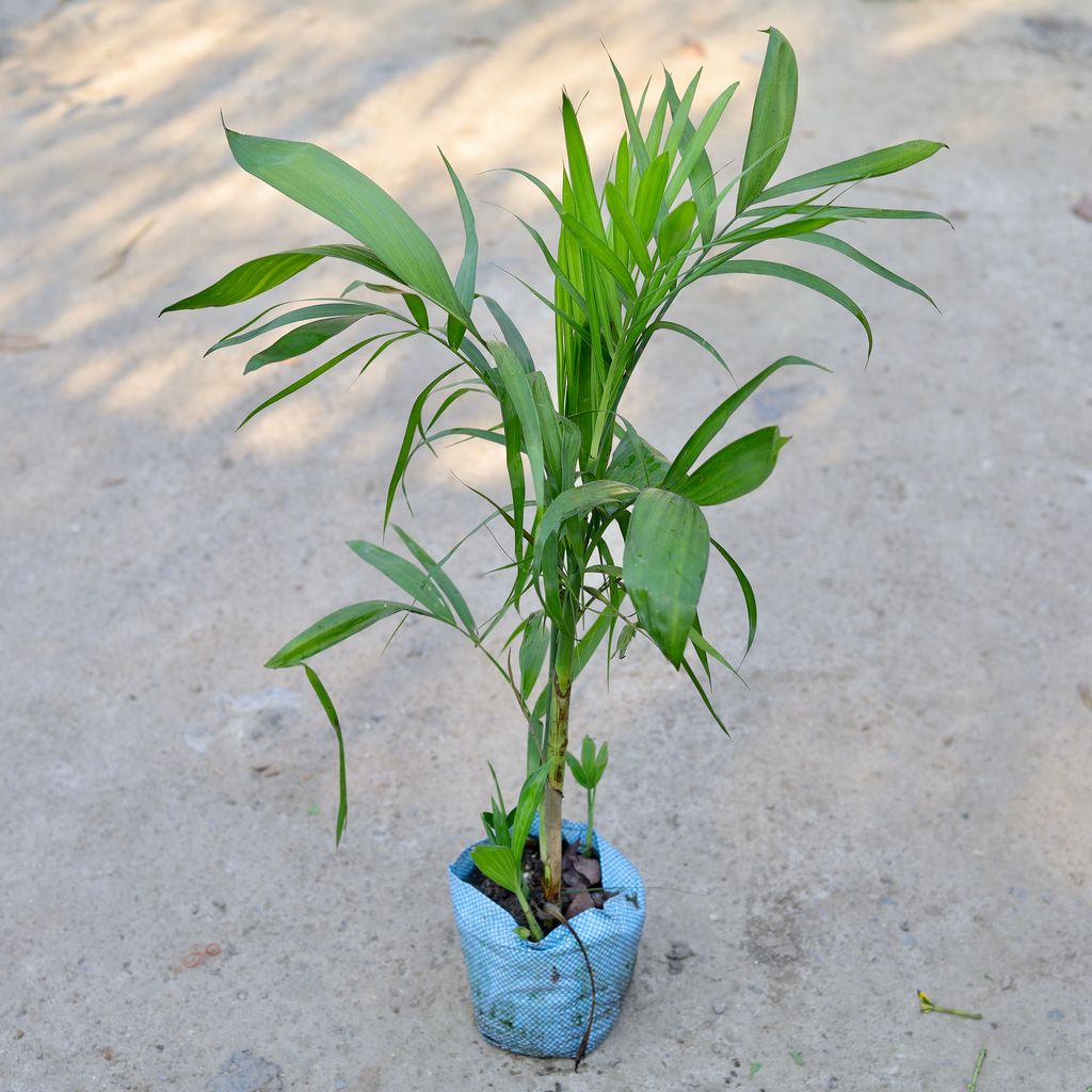 Bamboo / Cane Palm in 8 Inch Nursery bag