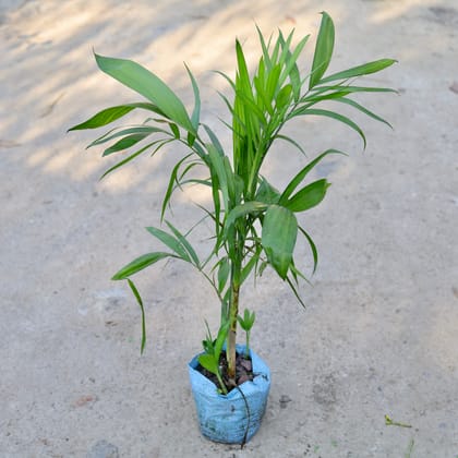 Buy Bamboo / Cane Palm in 8 Inch Nursery bag | Urvann.com