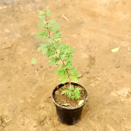 Buy Holy Shami in 5 Inch Nursery Pot Online | Urvann.com