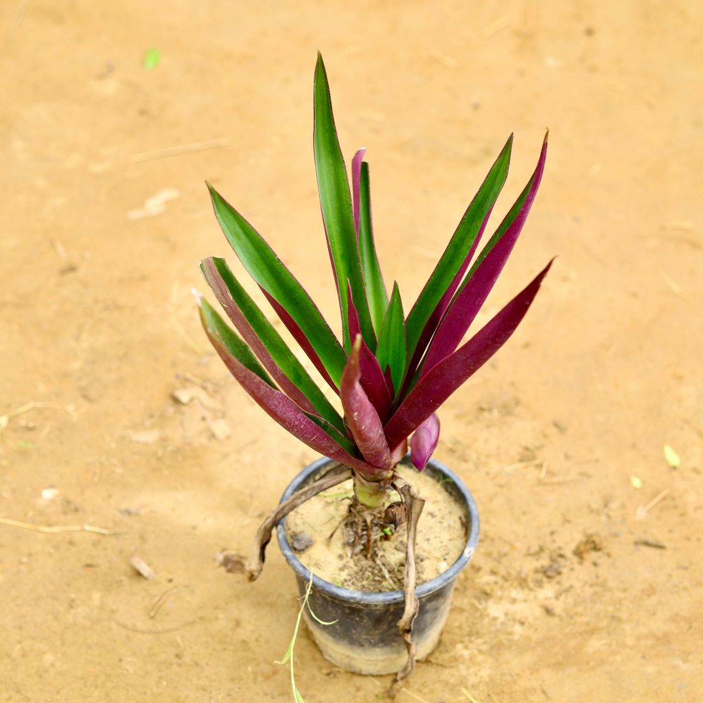 Rhoeo / Durangi Big Leaf in 6 Inch Nursery Pot