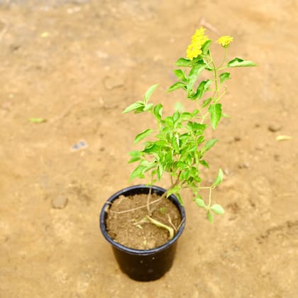 Buy Lantana Yellow in 5 Inch Nursery Pot Online | Urvann.com