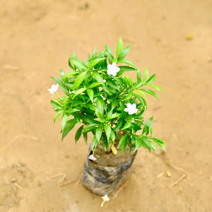 Buy Chandni Dwarf / Jasmine in 4 Inch Nursery Bag Online | Urvann.com