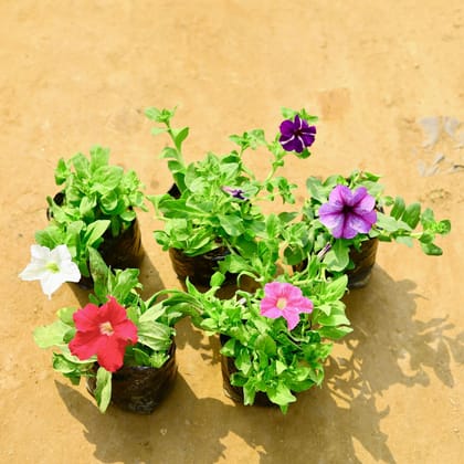 Buy Set of 5 - Petunia (Any Colour) in 4 Inch Nursery Bag Online | Urvann.com