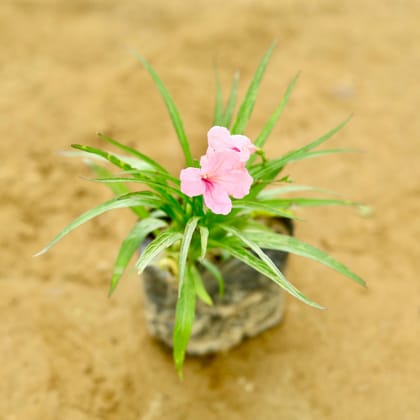 Buy Ruellia / Maxican Petunia (any colour) in 4 Inch Nursery Bag Online | Urvann.com