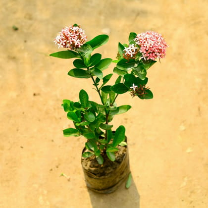 Buy Ixora Pink in 6 Inch Nursery Bag Online | Urvann.com