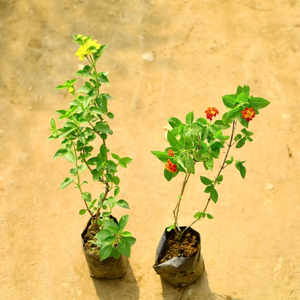 Set of 2 - Lantana (Any Colour) in 4 Inch Nursery Bag