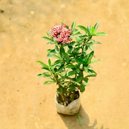 Buy Ixora Pink in 4 Inch Nursery Bag Online | Urvann.com