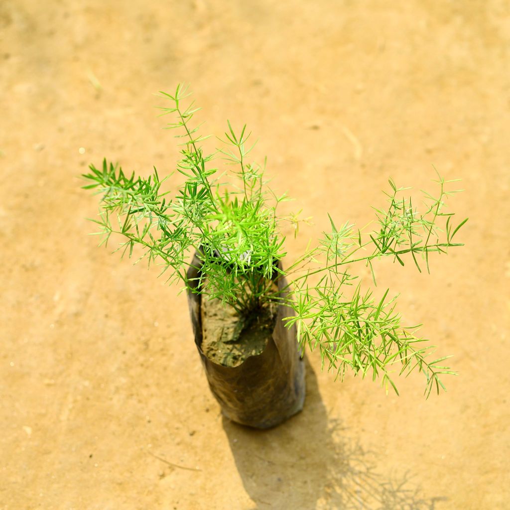 Asparagus Mary in 4 Inch Nursery Bag