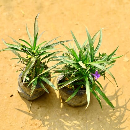 Buy Set of 2 - Ruellia (Any Colour) in 4 Inch Nursery Bag Online | Urvann.com