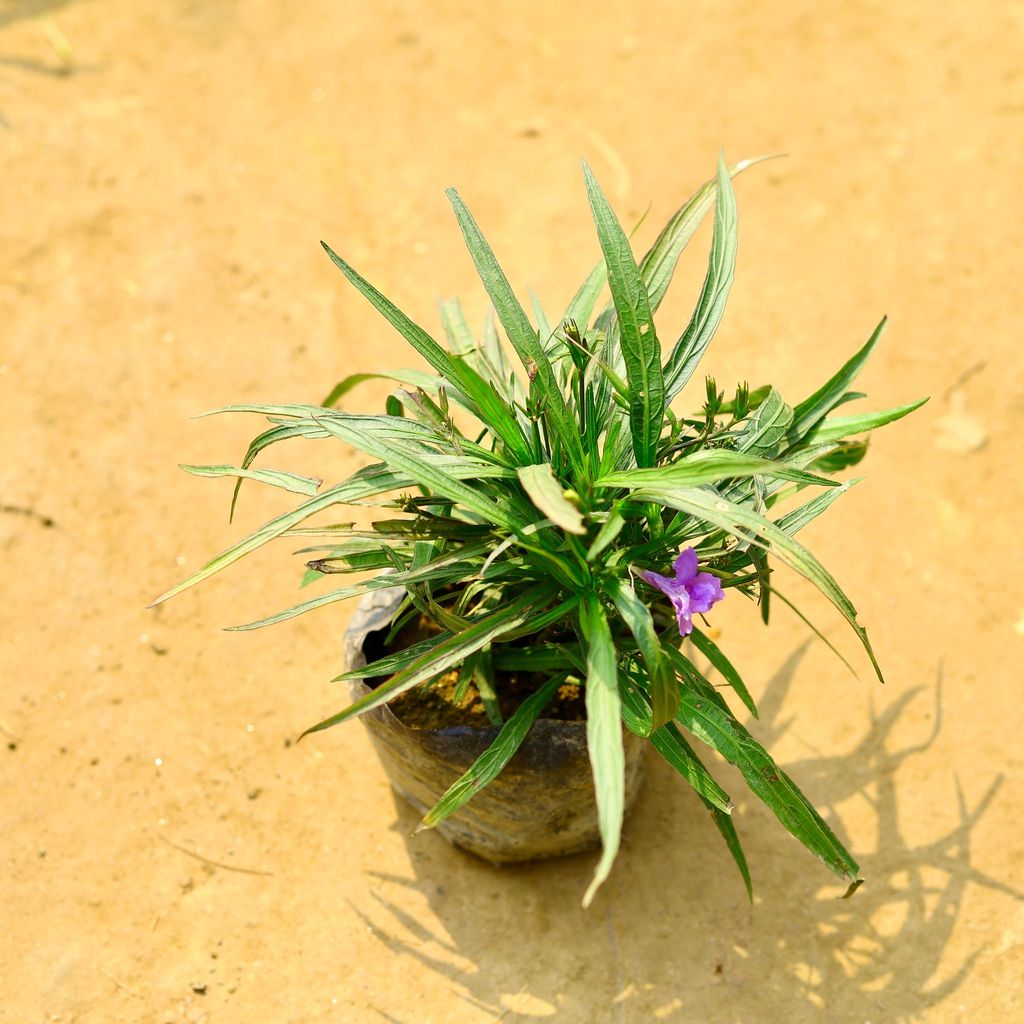 Ruellia (Any Colour) in 4 Inch Nursery Bag