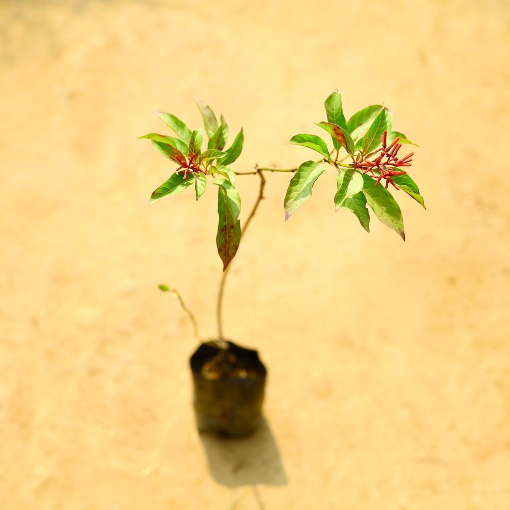 Hamelia (Any Colour) in 4 Inch Nursery Bag