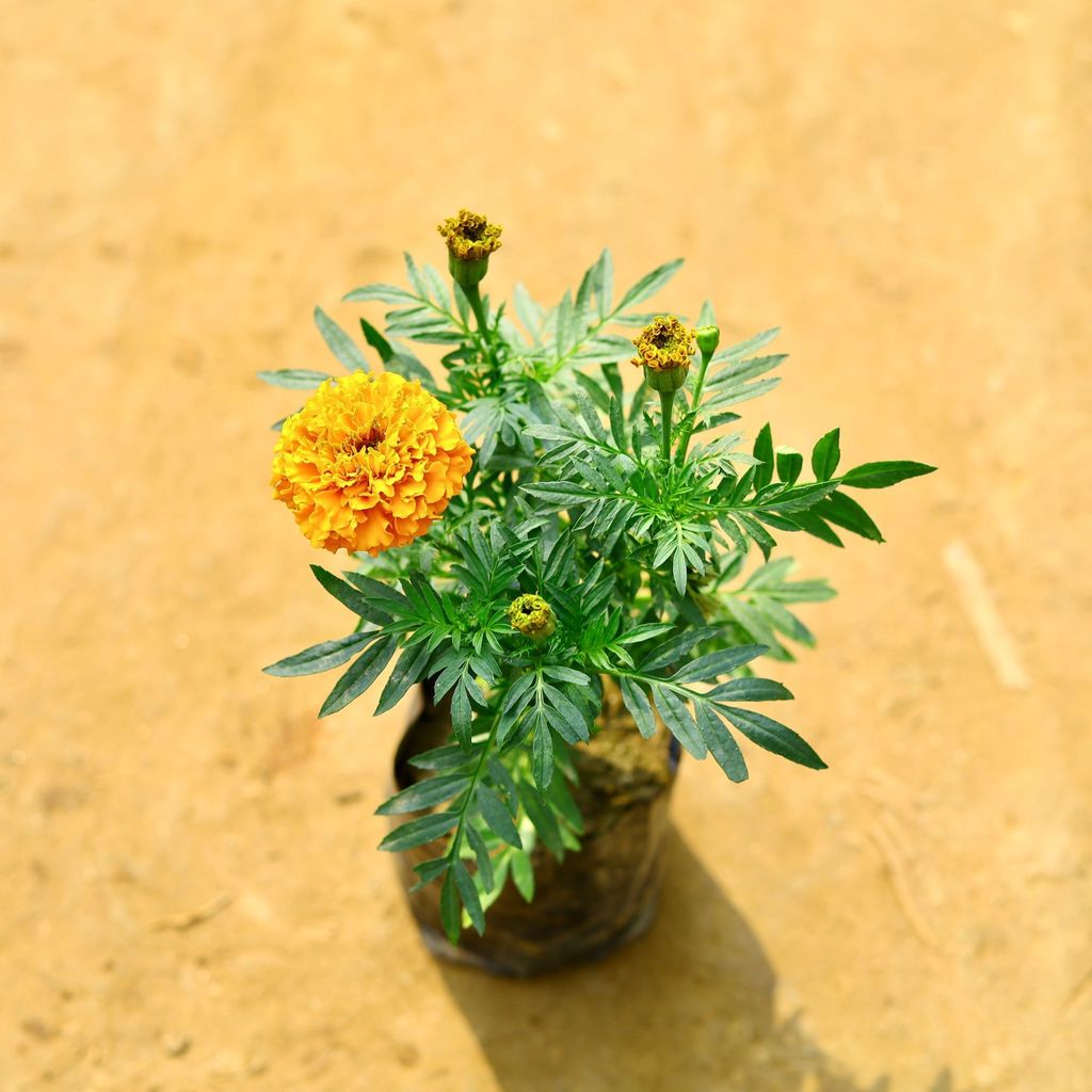 Marigold / Genda Orange in 4 Inch Nursery Bag