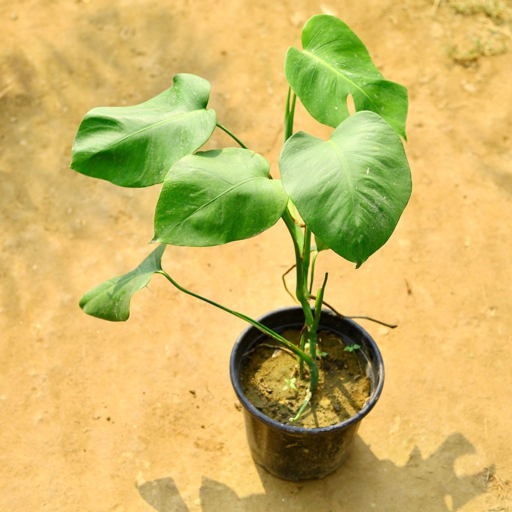 Monstera Deliciosa in 8 Inch Nursery Pot