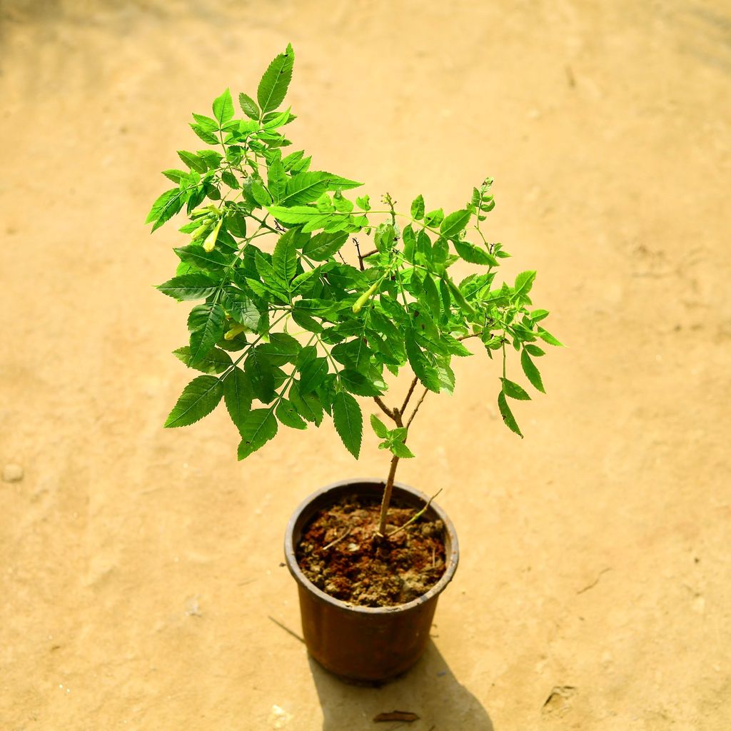 Tecoma Yellow in 6 Inch Nursery Pot