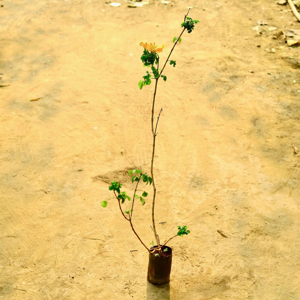 Tecoma Capensis in 4 Inch Nursery Bag