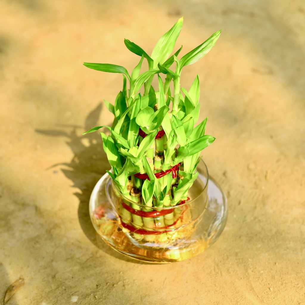 3 Layer Lucky Bamboo in 3 Inch Glass Pot