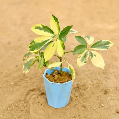 Buy Schefflera Variegated in 4 Inch Blue Marble Premium Diamanti Plastic Pot Online | Urvann.com