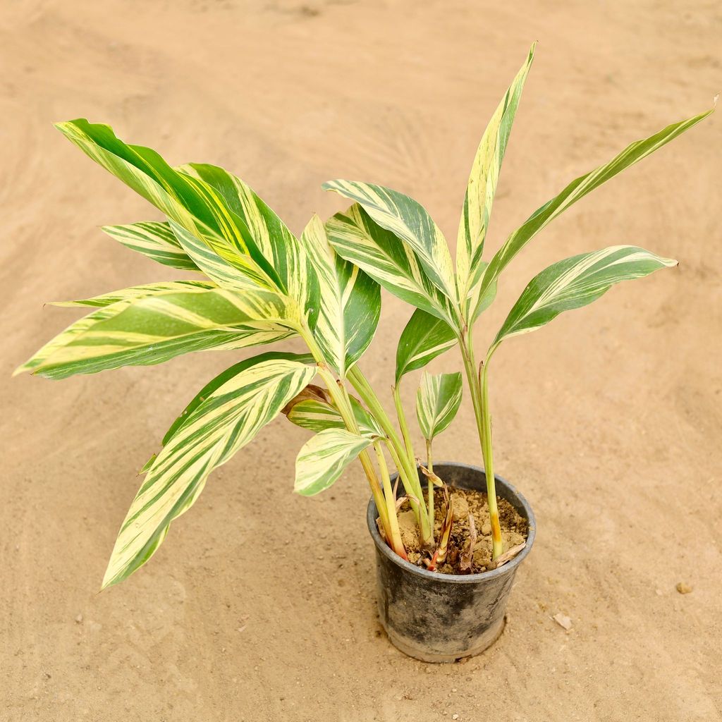 Alpinia Variegated in 6 Inch Nursery Pot