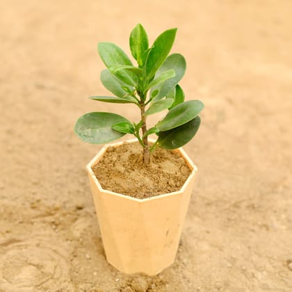 Buy Ficus Green in 4 Inch Beige Marble Premium Diamanti Plastic Pot Online | Urvann.com