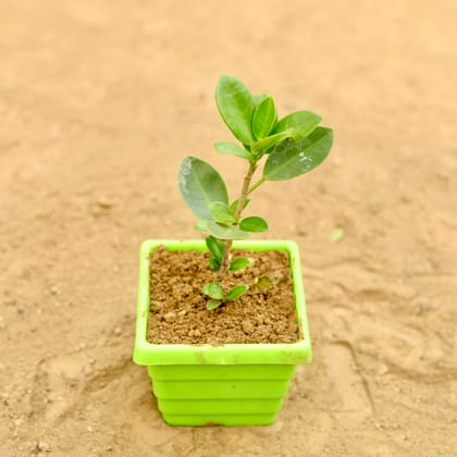 Buy Ficus Green in 4 Inch Green Premium Orchid Square Plastic Pot Online | Urvann.com