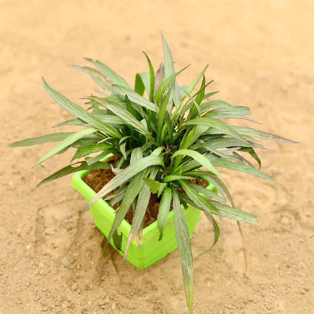 Ruellia (Any Colour) in 4 Inch Green Premium Orchid Square Plastic Pot