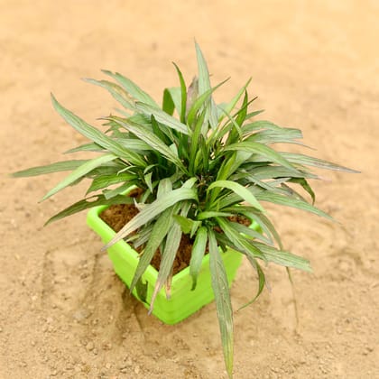 Buy Ruellia (Any Colour) in 4 Inch Green Premium Orchid Square Plastic Pot Online | Urvann.com