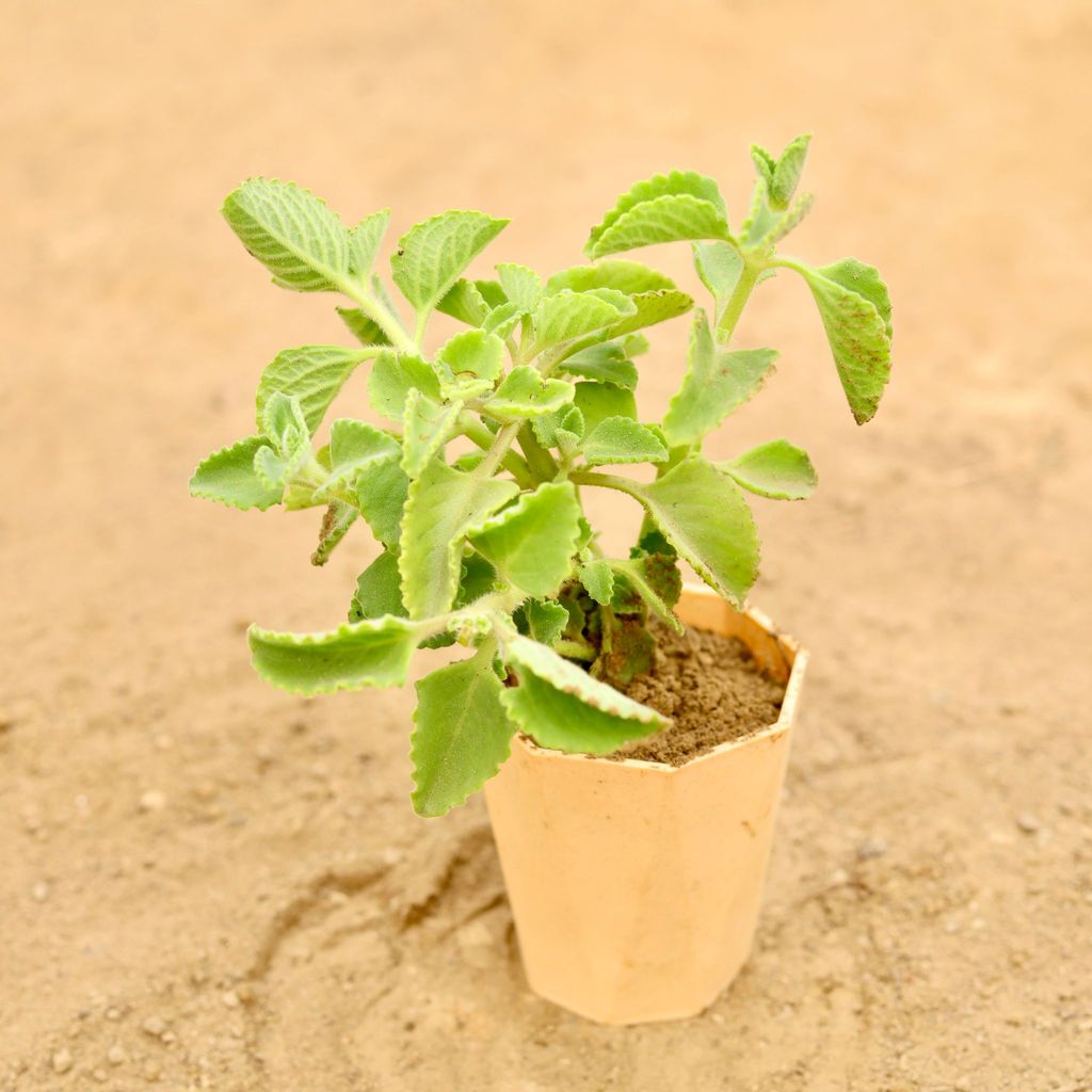 Ajwain in 4 Inch Beige Marble Premium Diamanti Plastic Pot