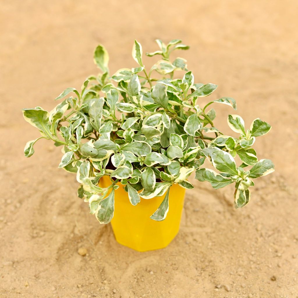 Alternanthera White in 4 Inch Yellow Premium Diamanti Plastic Pot