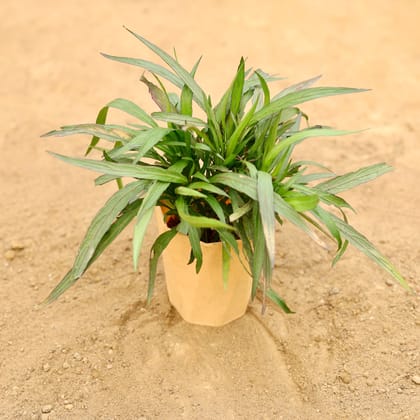 Buy Ruellia (Any Colour) in 4 Inch Beige Marble Premium Diamanti Plastic Pot Online | Urvann.com