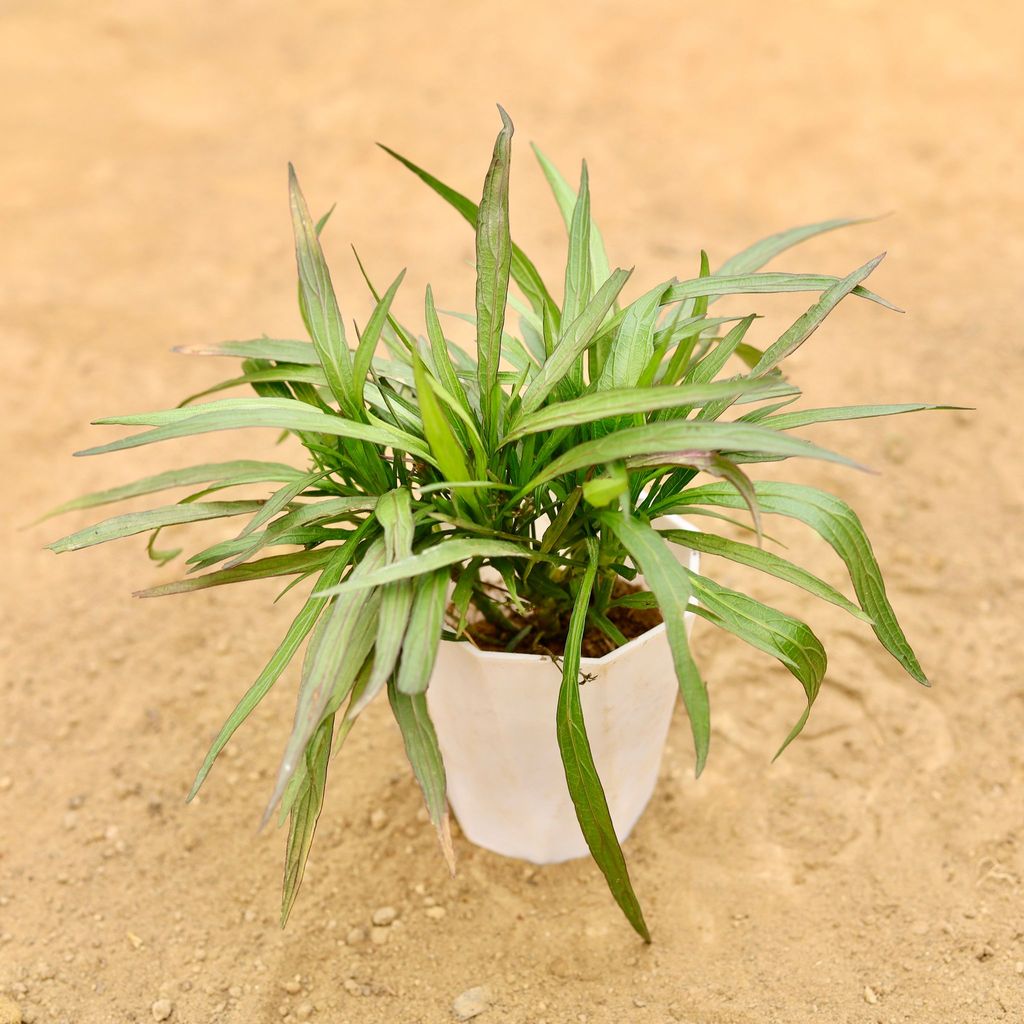 Ruellia (Any Colour) in 4 Inch White Premium Diamanti Plastic Pot