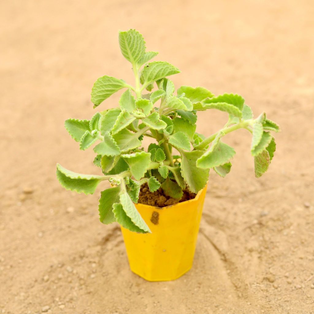 Ajwain in 4 Inch Yellow Premium Diamanti Plastic Pot