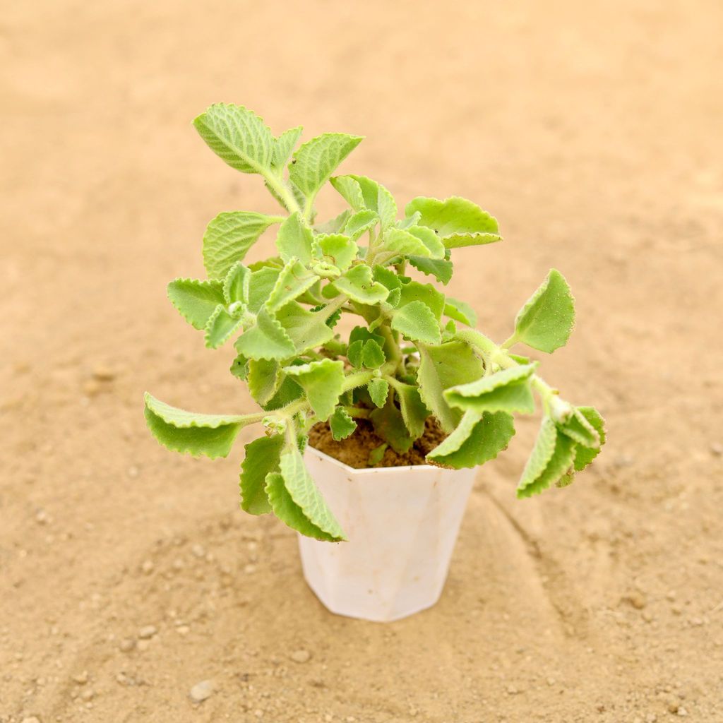 Ajwain in 4 Inch White Premium Diamanti Plastic Pot