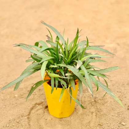 Buy Ruellia (Any Colour) in 4 Inch Yellow Premium Diamanti Plastic Pot Online | Urvann.com