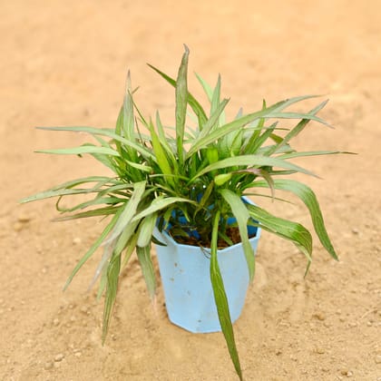 Buy Ruellia (Any Colour) in 4 Inch Blue Marble Premium Diamanti Plastic Pot Online | Urvann.com