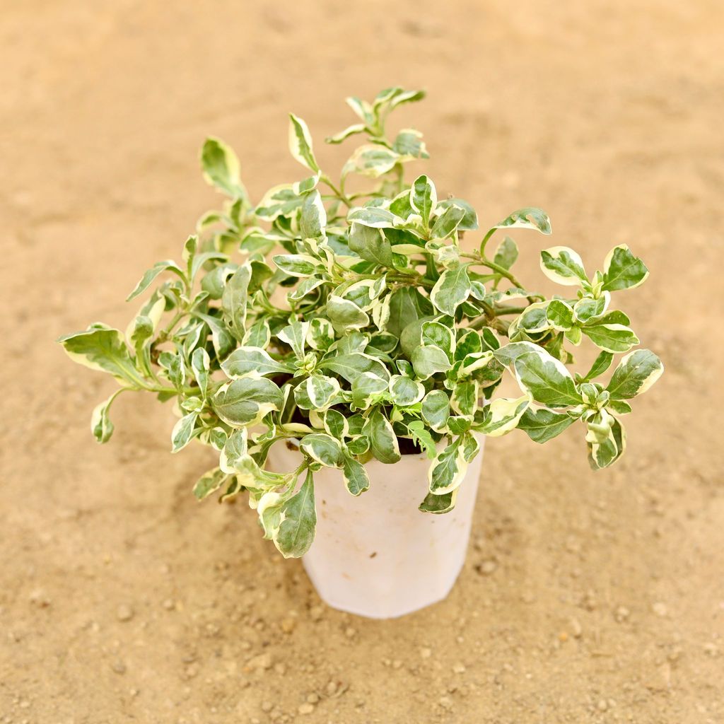 Alternanthera White in 4 Inch White Premium Diamanti Plastic Pot