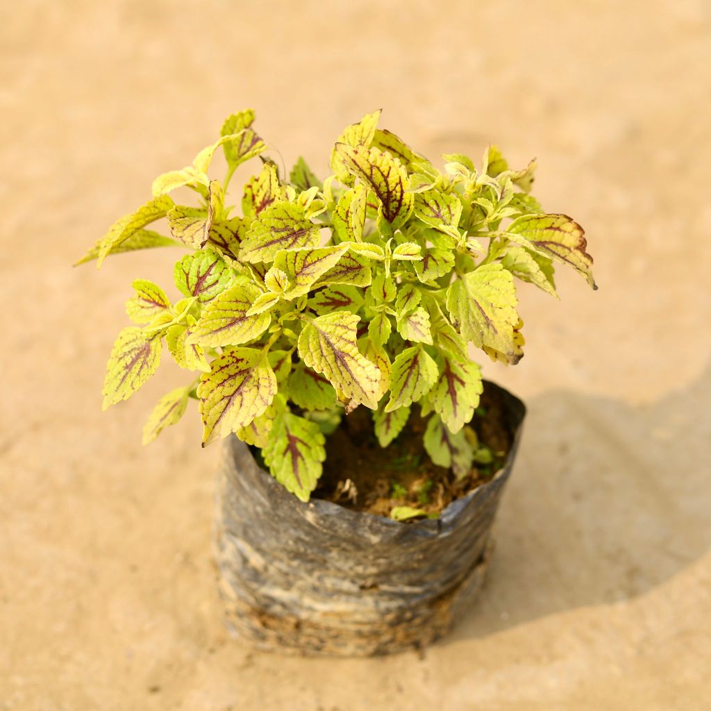 Coleus Yellow (any design) in 4 Inch Nursery Bag