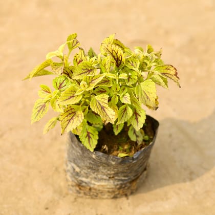 Buy Coleus Yellow (any design) in 4 Inch Nursery Bag Online | Urvann.com