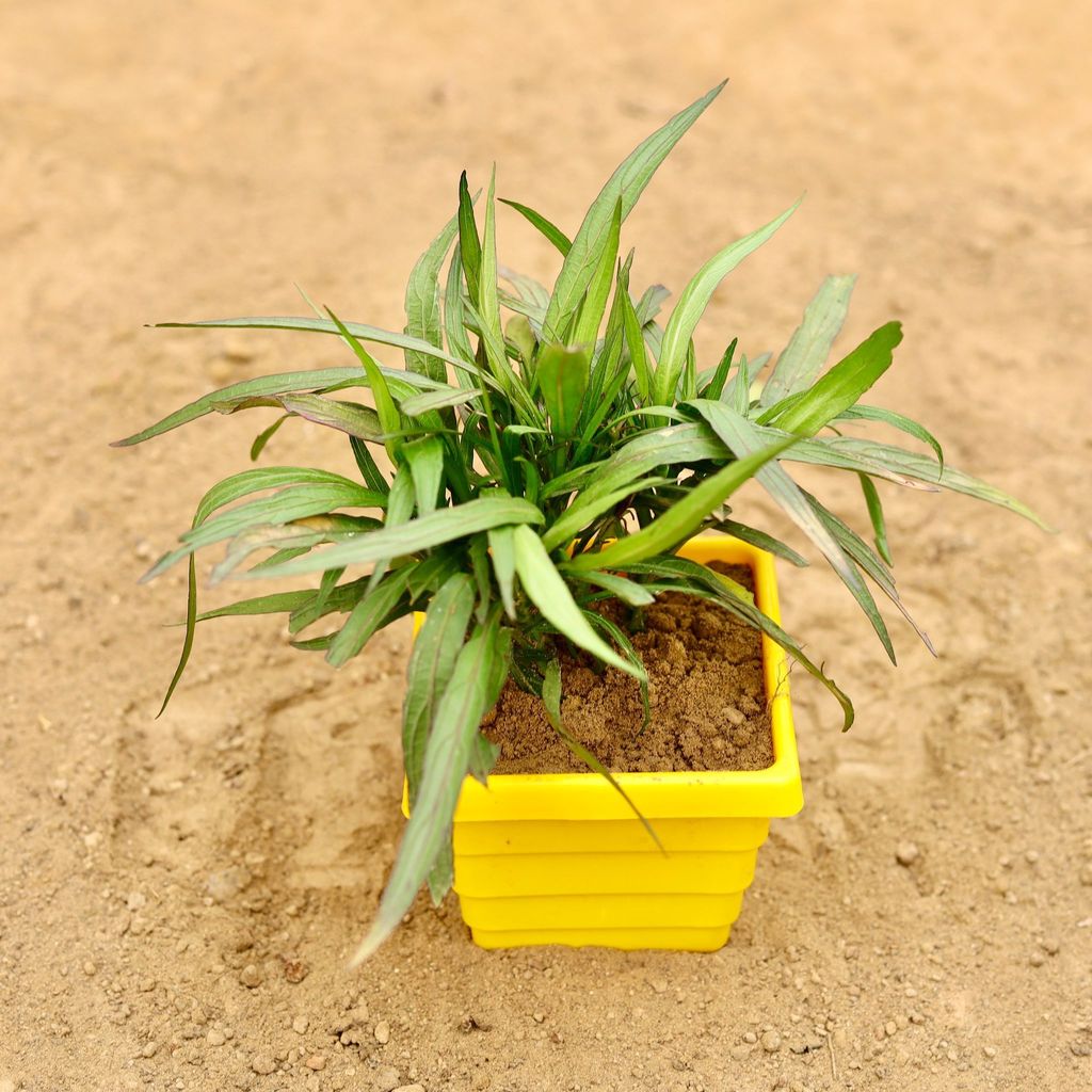 Ruellia (Any Colour) in 4 Inch Yellow Premium Orchid Square Plastic Pot